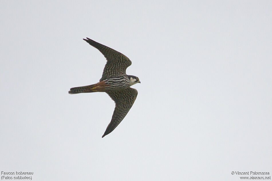 Eurasian Hobby