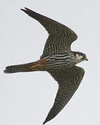 Eurasian Hobby