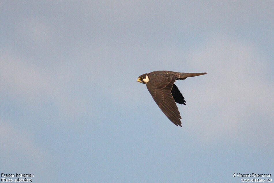 Eurasian Hobby