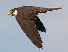 Eurasian Hobby