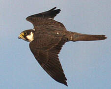 Eurasian Hobby