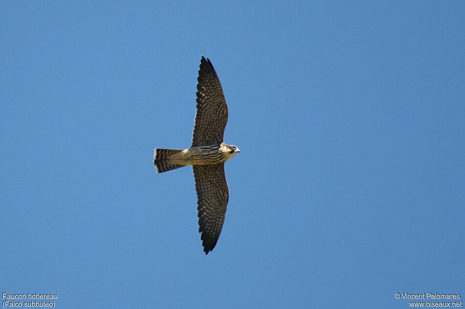 Eurasian Hobbyjuvenile