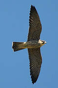 Eurasian Hobby