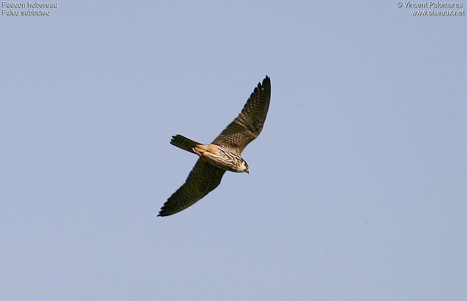 Eurasian Hobby