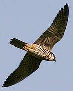 Eurasian Hobby