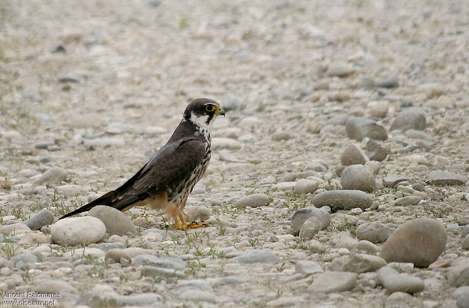 Eurasian Hobbyadult, identification