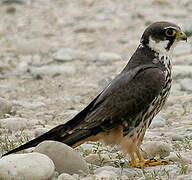 Eurasian Hobby