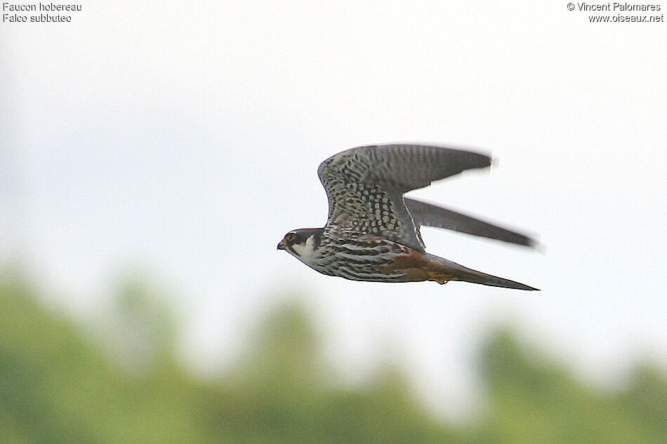 Eurasian Hobby