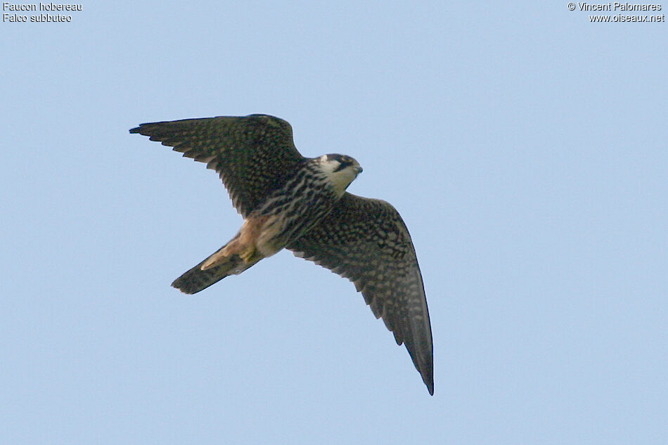 Eurasian Hobby