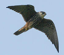 Eurasian Hobby