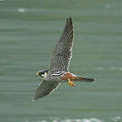 Eurasian Hobby