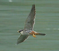 Eurasian Hobby