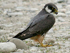 Eurasian Hobby