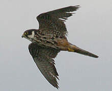 Eurasian Hobby