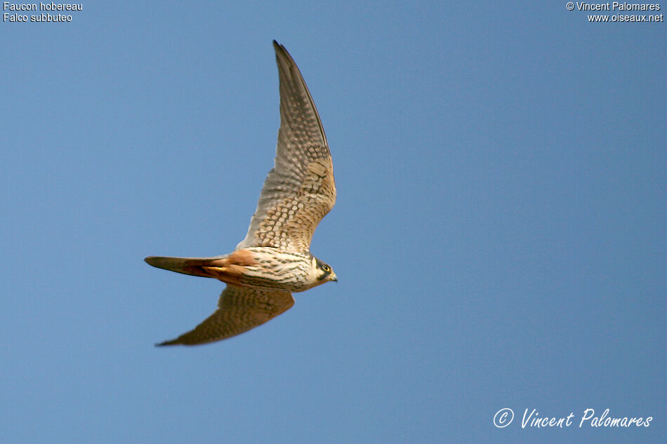 Eurasian Hobbyadult, Flight