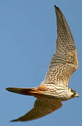 Eurasian Hobby