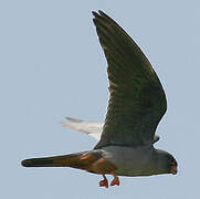 Red-footed Falcon