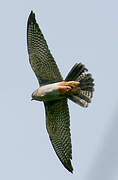 Red-footed Falcon