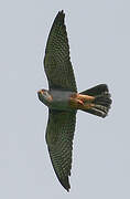 Red-footed Falcon