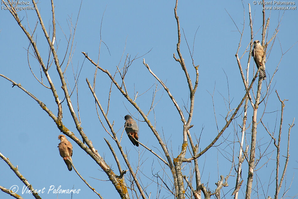 Red-footed Falconimmature