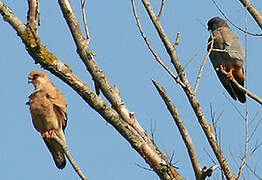 Red-footed Falcon