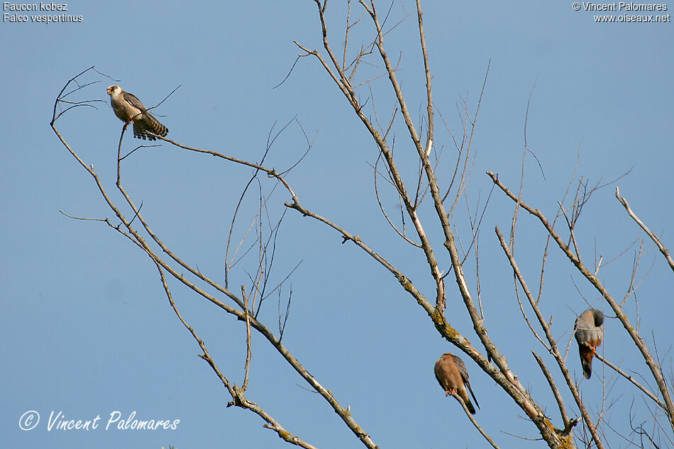 Red-footed Falconimmature