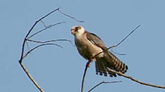 Red-footed Falcon