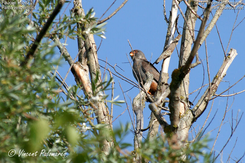 Red-footed Falcon male immature