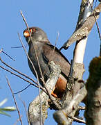 Red-footed Falcon