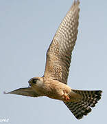 Red-footed Falcon