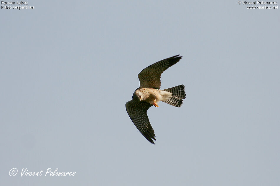 Red-footed Falcon female immature