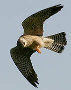 Red-footed Falcon