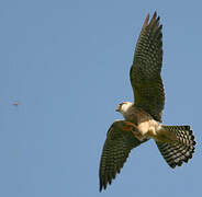 Red-footed Falcon