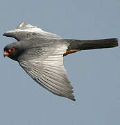 Red-footed Falcon