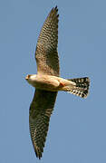 Red-footed Falcon