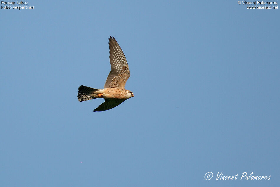 Red-footed Falcon female immature