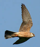 Red-footed Falcon