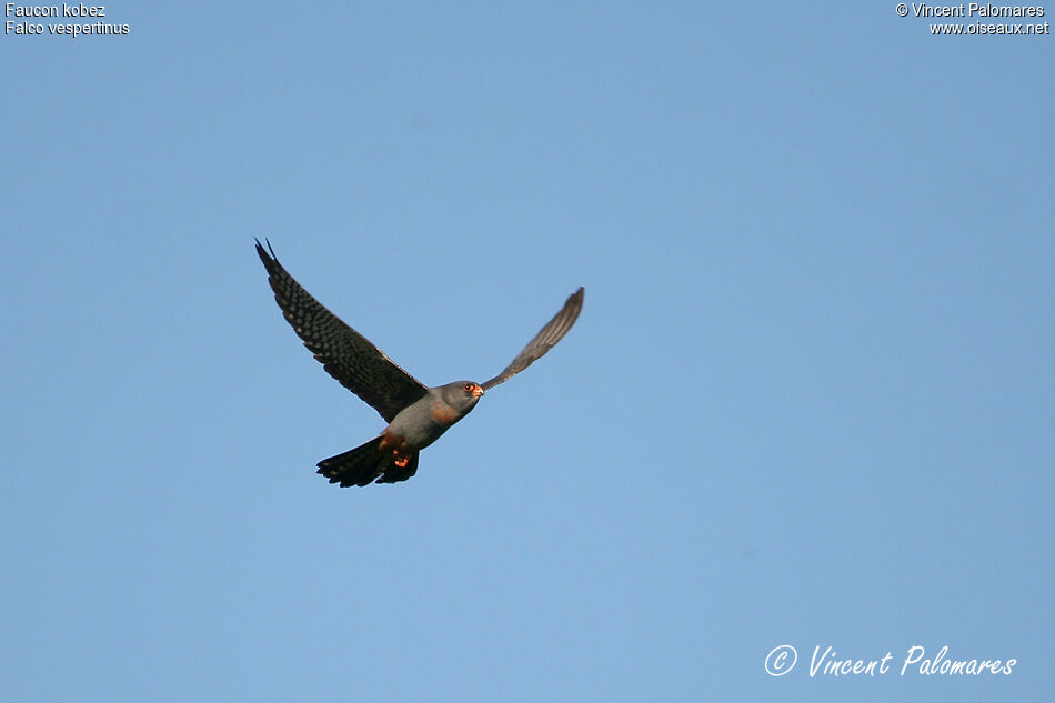 Red-footed Falcon male immature