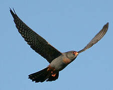 Red-footed Falcon