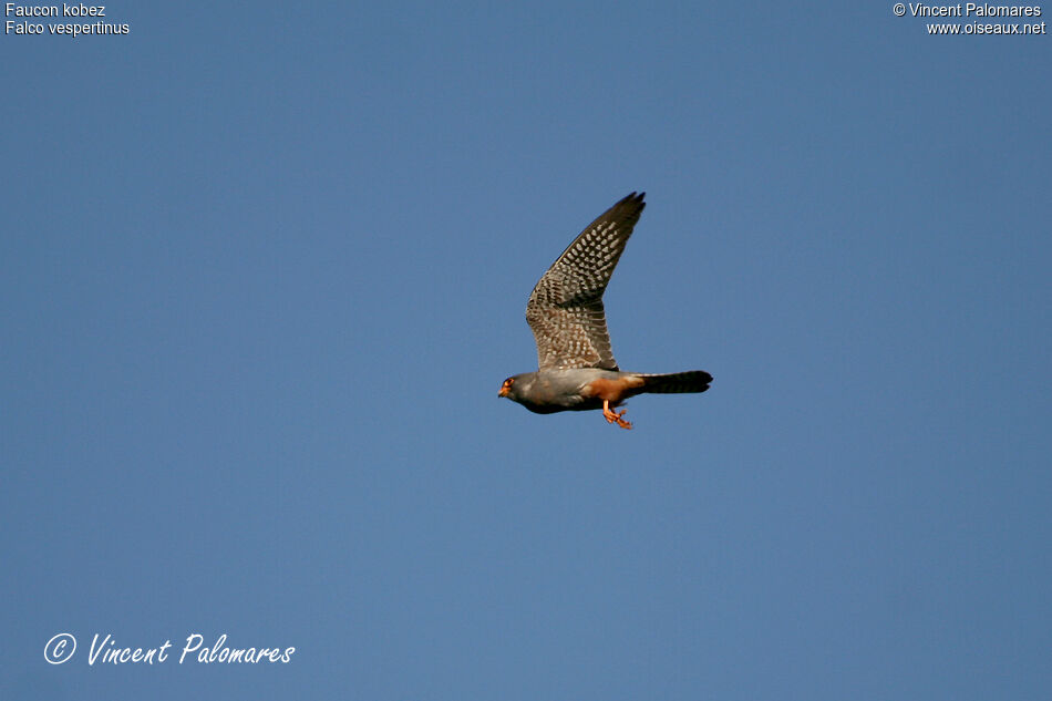 Red-footed Falcon male immature