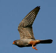 Red-footed Falcon