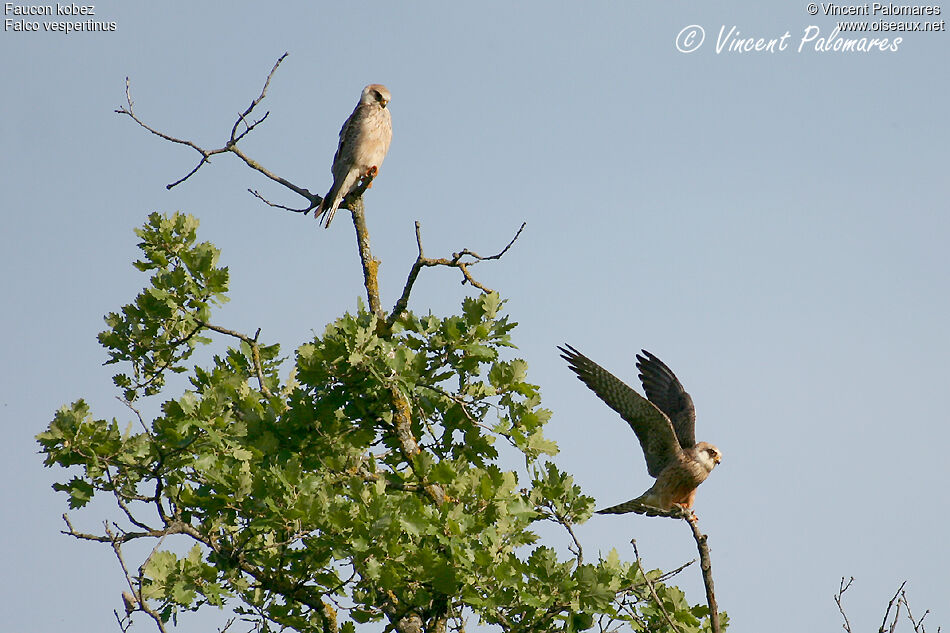 Red-footed Falcon female immature