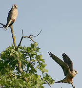 Red-footed Falcon