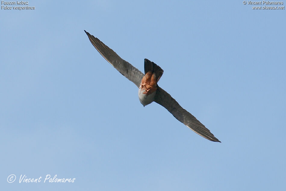 Red-footed Falcon male adult