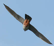 Red-footed Falcon