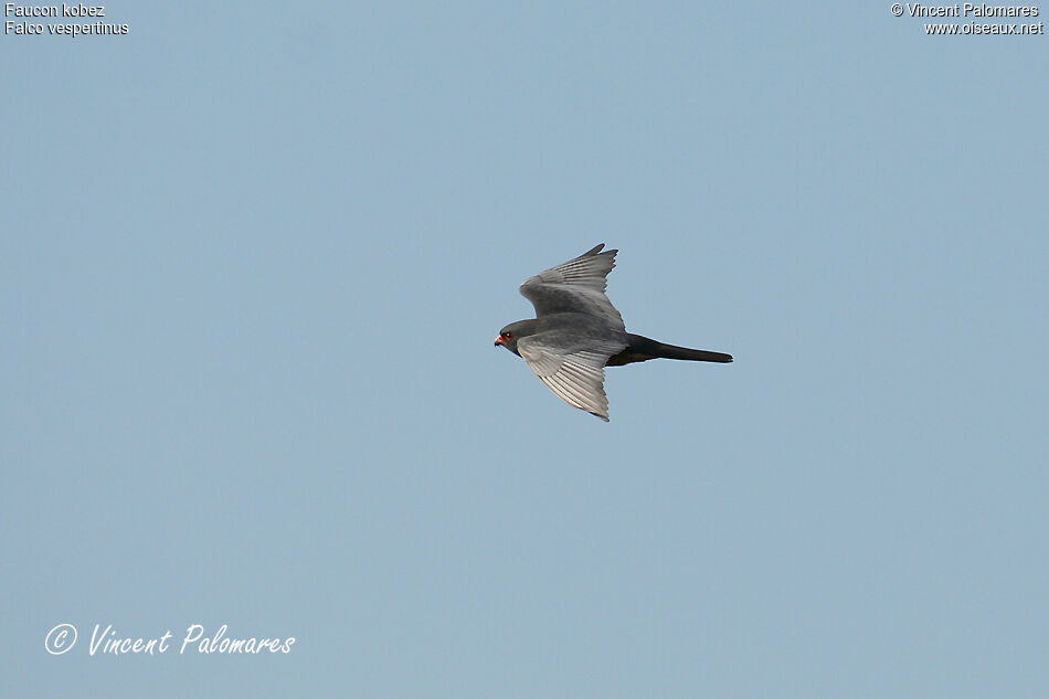 Red-footed Falcon male adult