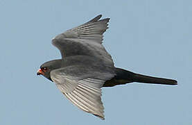 Red-footed Falcon