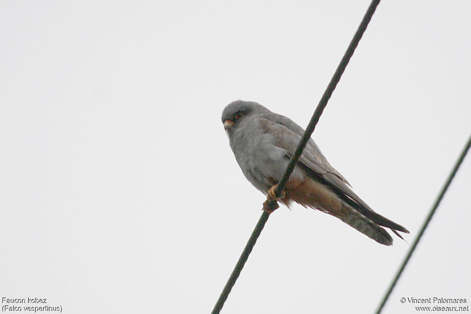 Red-footed Falcon male Second year