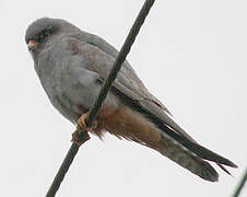 Red-footed Falcon