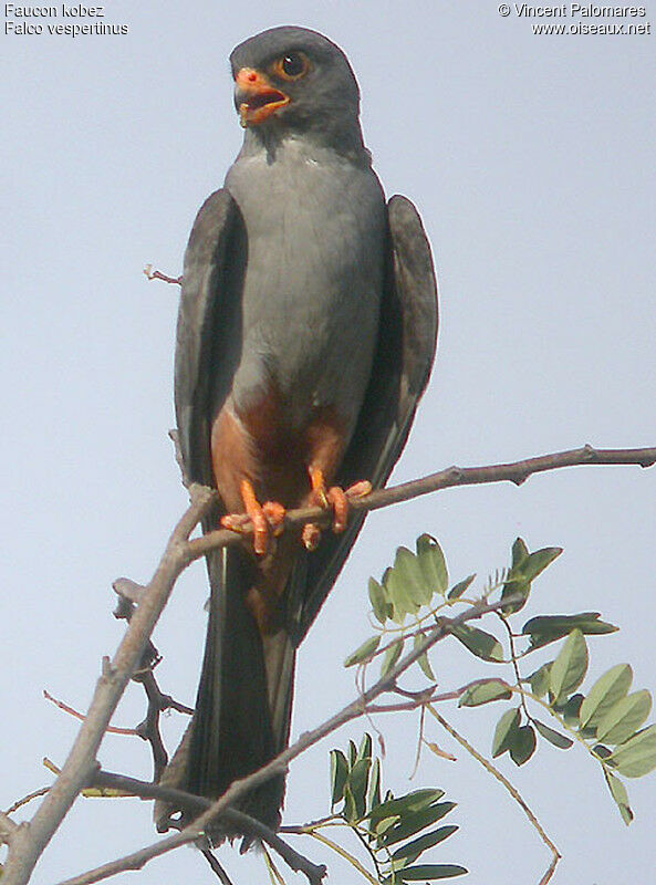 Red-footed Falcon male adult